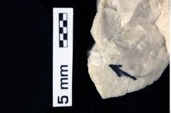 Foto (Detailansicht) von Decapoda indet. (NHMW-GEO-1990-0041-0362)